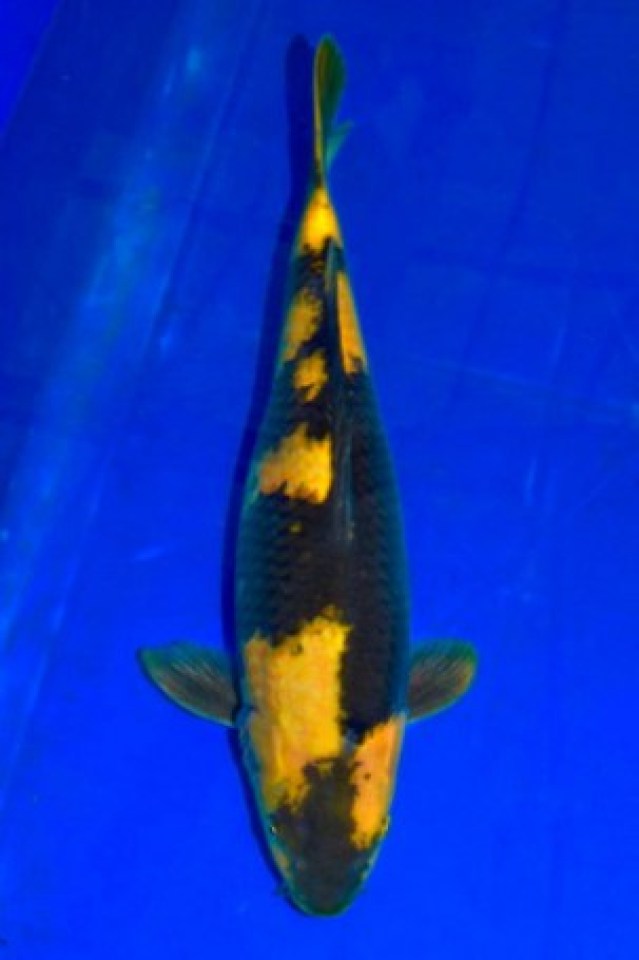 kat-Ki Utsuri